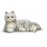 Companion Pet Cat For Elderly