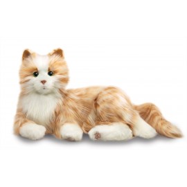 Companion Pet Cat For Elderly